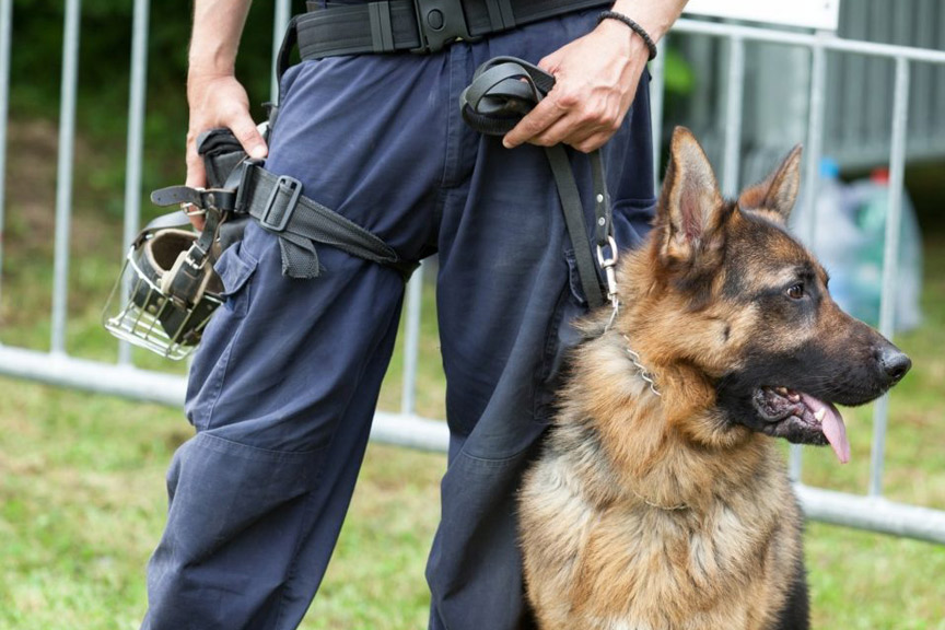 sécurité chien sécurité chien